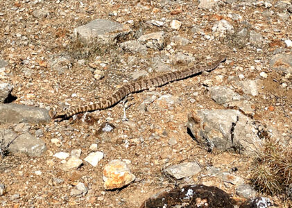 Fossil Ridge Loop HIke